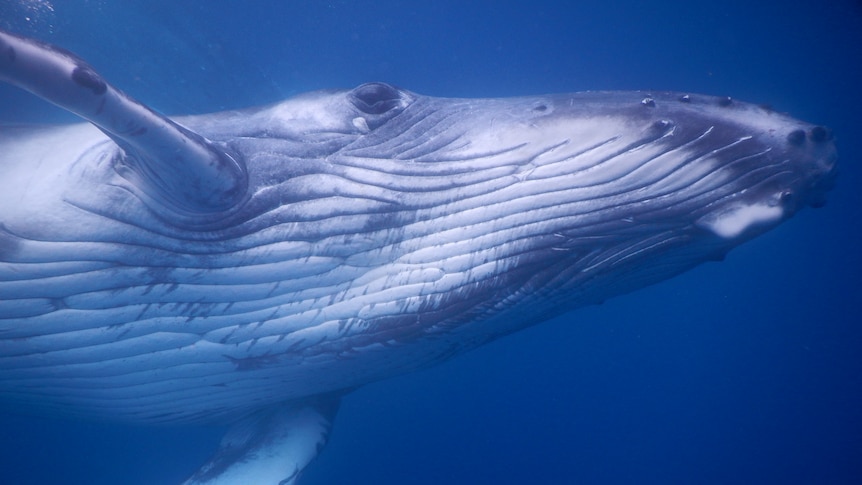 An underwater image of the underneath of a humpback whale, showing a long, tapering and heavily striated belly.