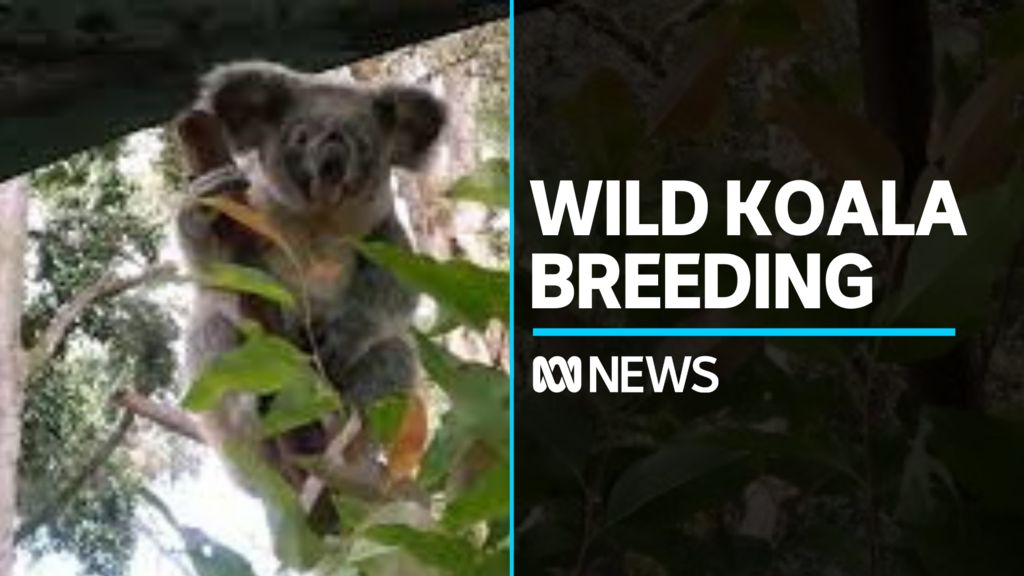 The ambitious project to save the koala - ABC News