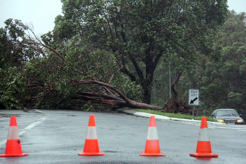 A tree covers a road in Grange.