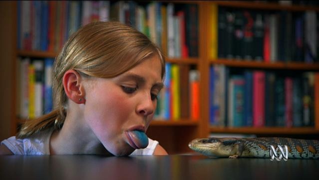 A girl pokes out her blue-coloured tongue at a blue-tongued lizard
