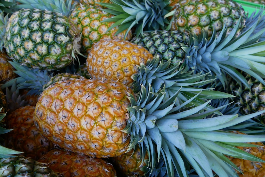 Pineapples in varying stages of ripeness piled on top of each other. It's a bright image with contrasting colours