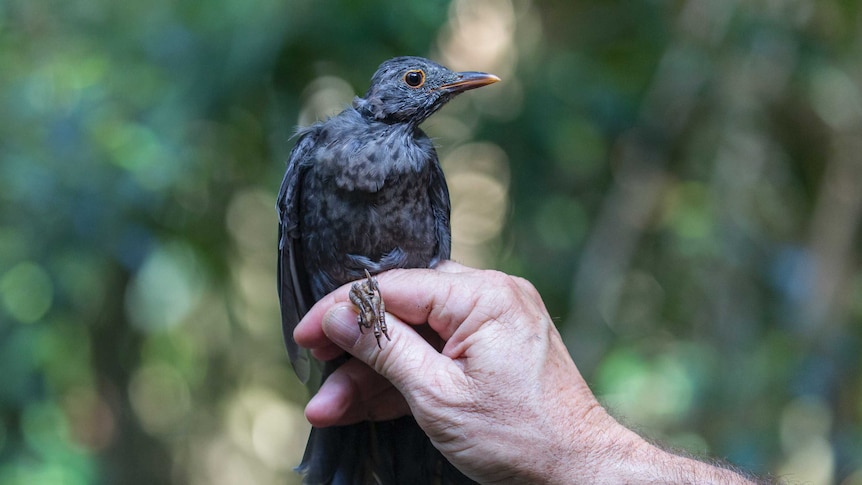 A blackbird perches on an outstretched hand.