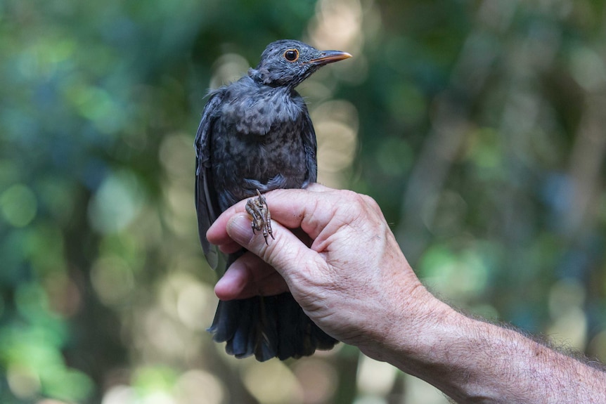 A blackbird perches on an outstretched hand.