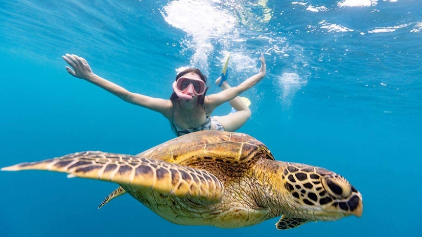 a woman with a pink snorkel swims with a turtle in the ocean
