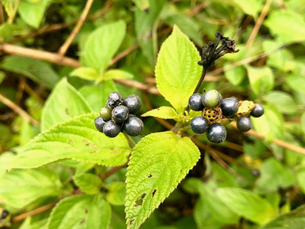 A close up of the berries on a lantana bush.