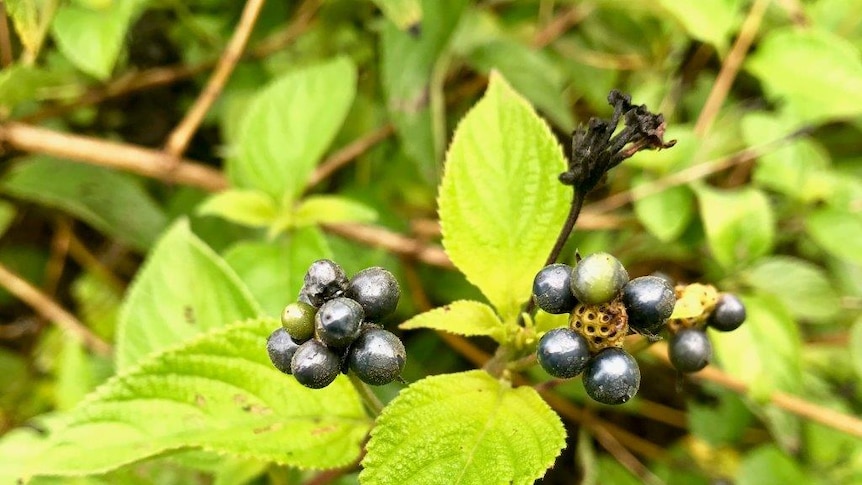 A close up of the berries on a lantana bush.