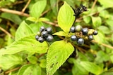 A close up of the berries on a lantana bush.