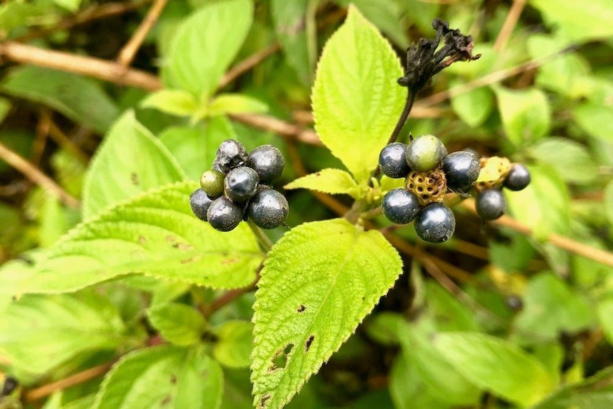A close up of the berries on a lantana bush.