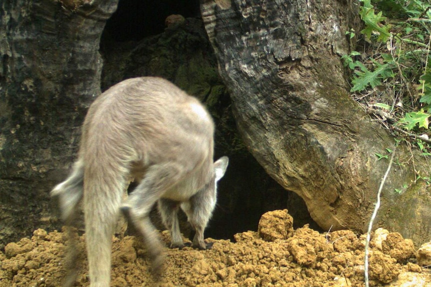 A kangaroo at the mouth of a wombat burrow at the base of a tree.