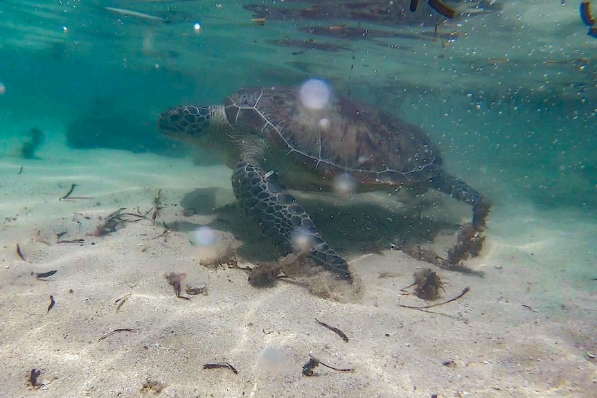 A turtle underwater at a shallow beach