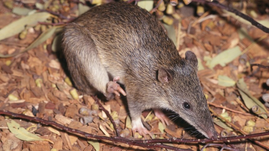 A small brown marsupial, with short ears and brown fur.