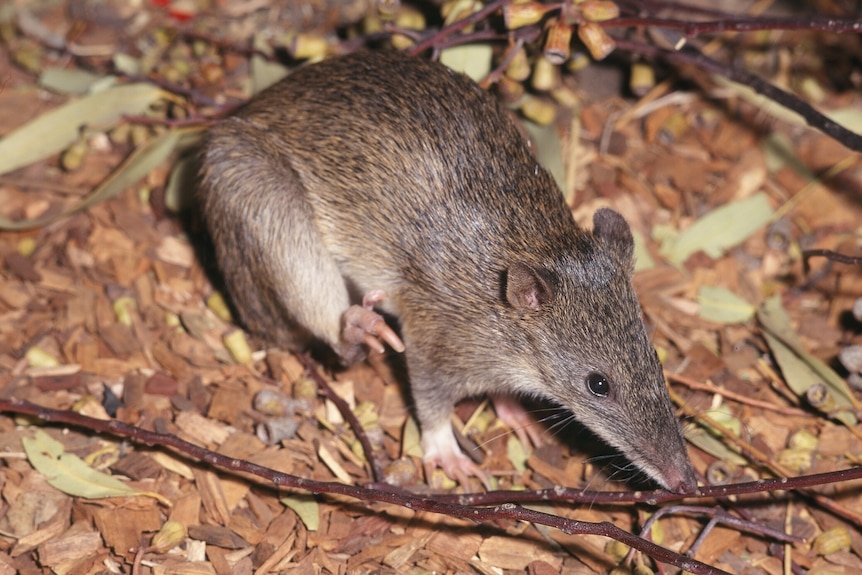 A small brown marsupial, with short ears and brown fur.