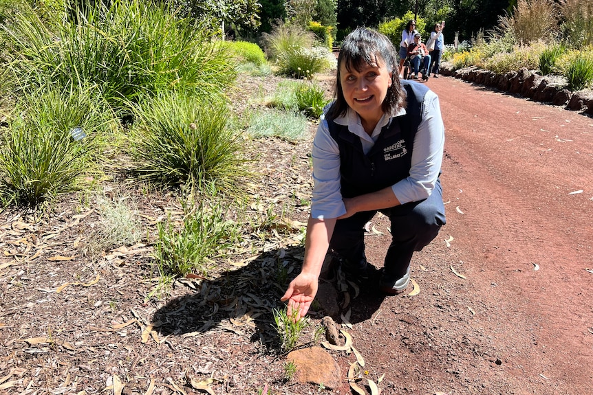 Donna Thompson crouched down at the side of a dirk track, holding a small green plant, people and bushland in the background.
