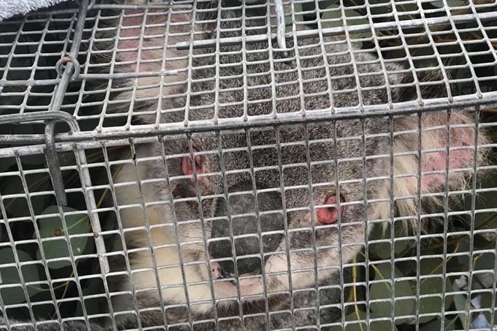 Koala 'Lawrence' with severely swollen red eyes.