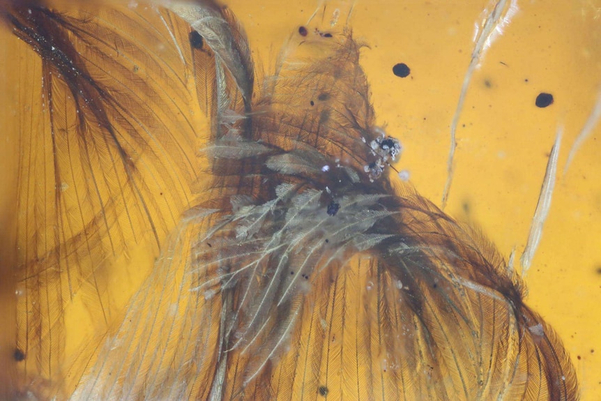 Bird feathers preserved in amber