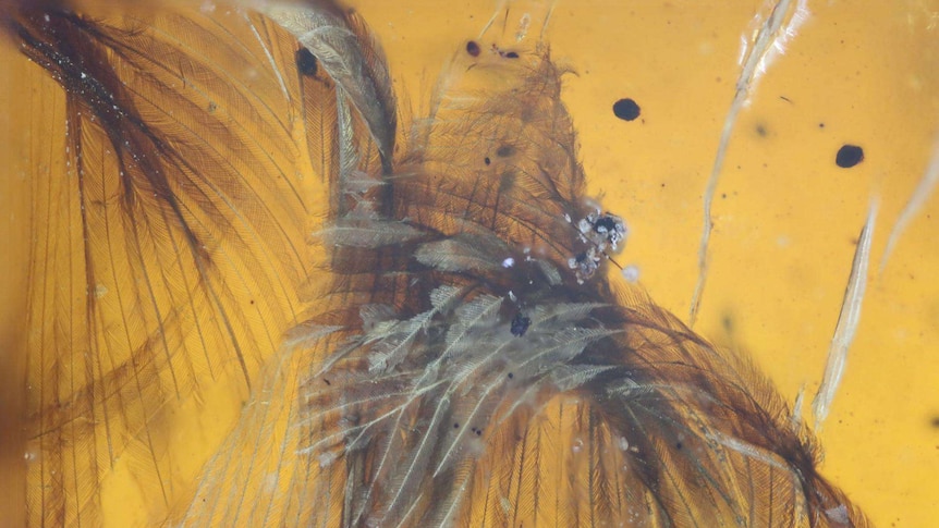 Bird feathers preserved in amber