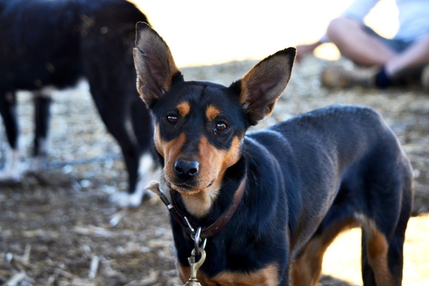 A close up photograph of a young kelpie dog on a leash.