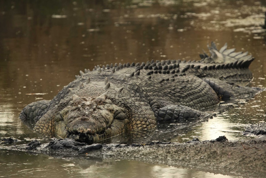 Australian saltwater crocodile