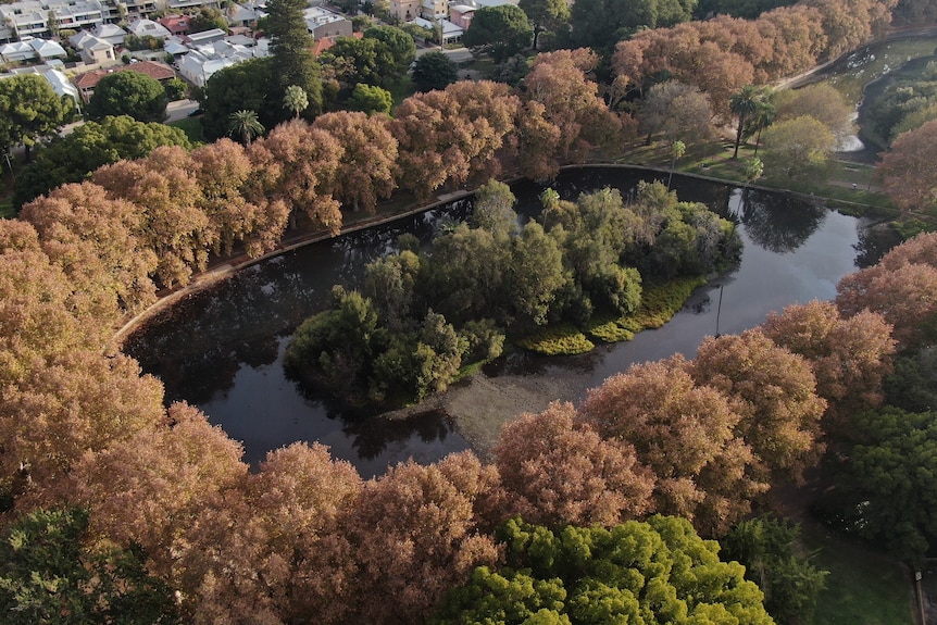 An aerial shot of a lake surrounded by brown trees