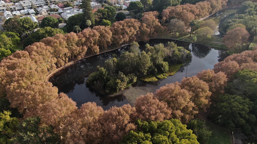 An aerial shot of a lake surrounded by brown trees