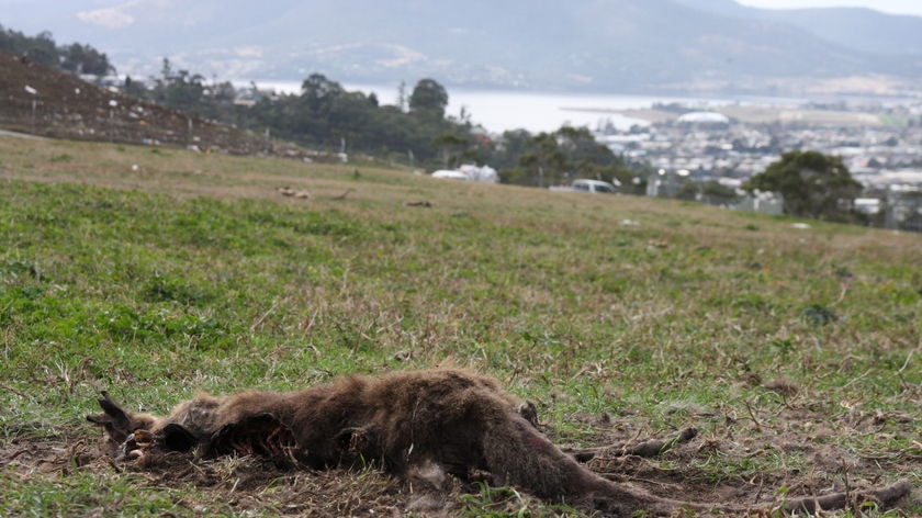 A wallaby carcass found clubbed to death at the Glenorchy Tip, north of Hobart