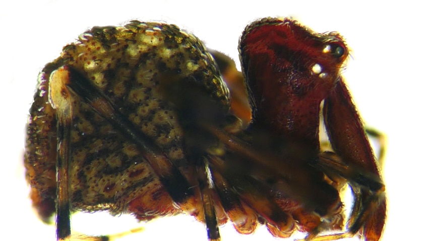 Zephyrarchaea austini found during Landcare funded surveys