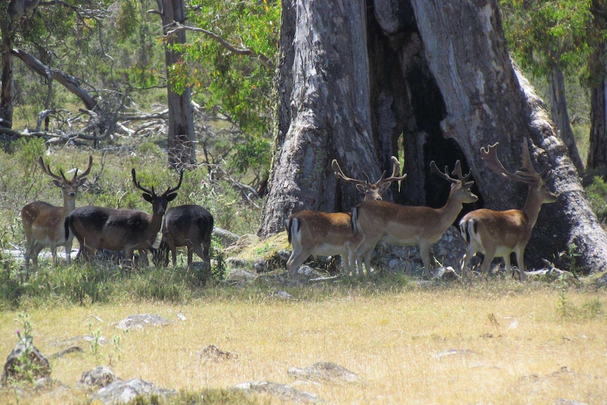 Fallow deer grazing in Tasmania Guy Ellis photo.