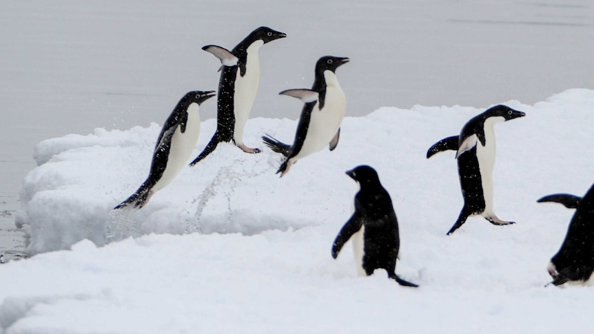 Oxford University launches Penguin Watch
