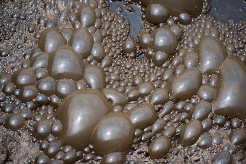 A close up of clusters of large brown bubbles atop almost-black water
