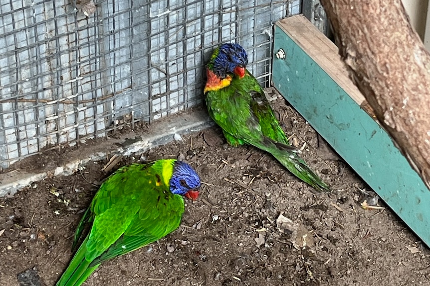 Two paralysed Rainbow Lorikeets sitting in a cage, unable to fly once they have the illness, many becoming dehydrated.