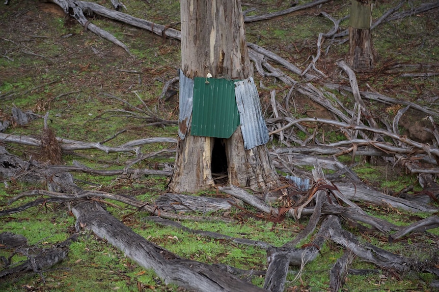 A tree with corrugated iron attached around the base of the trunk