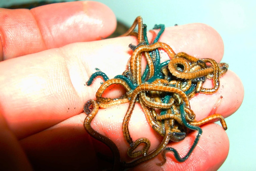 A close-up photo of electric blue-coloured and brown palolo in a person's fingers.