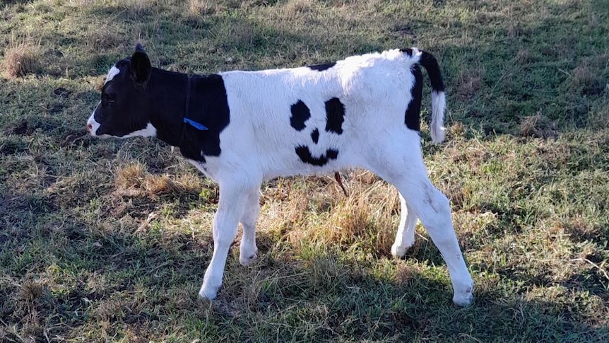 Happy the calf