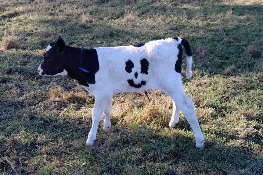 A bull calf with markings on his coat that resemble a smiley face.