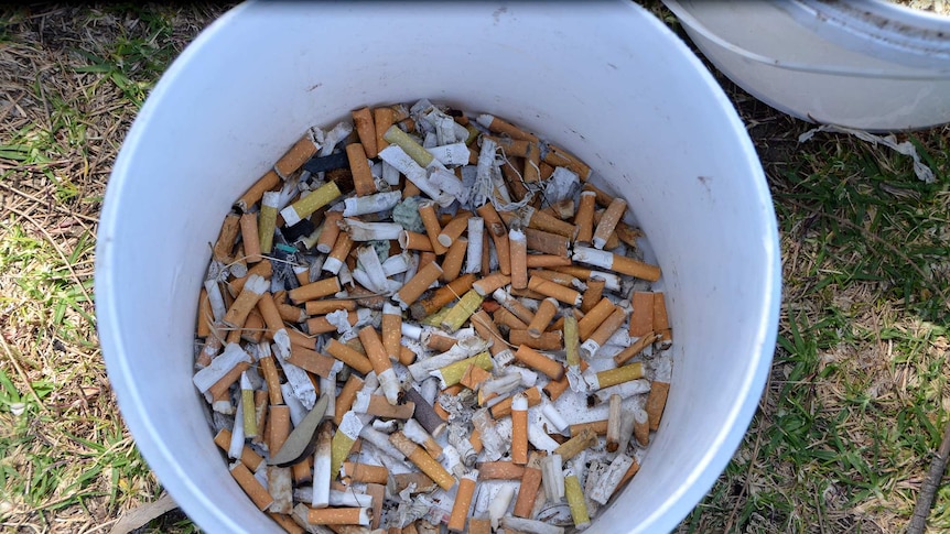 Cigarette butts pulled from the Port River