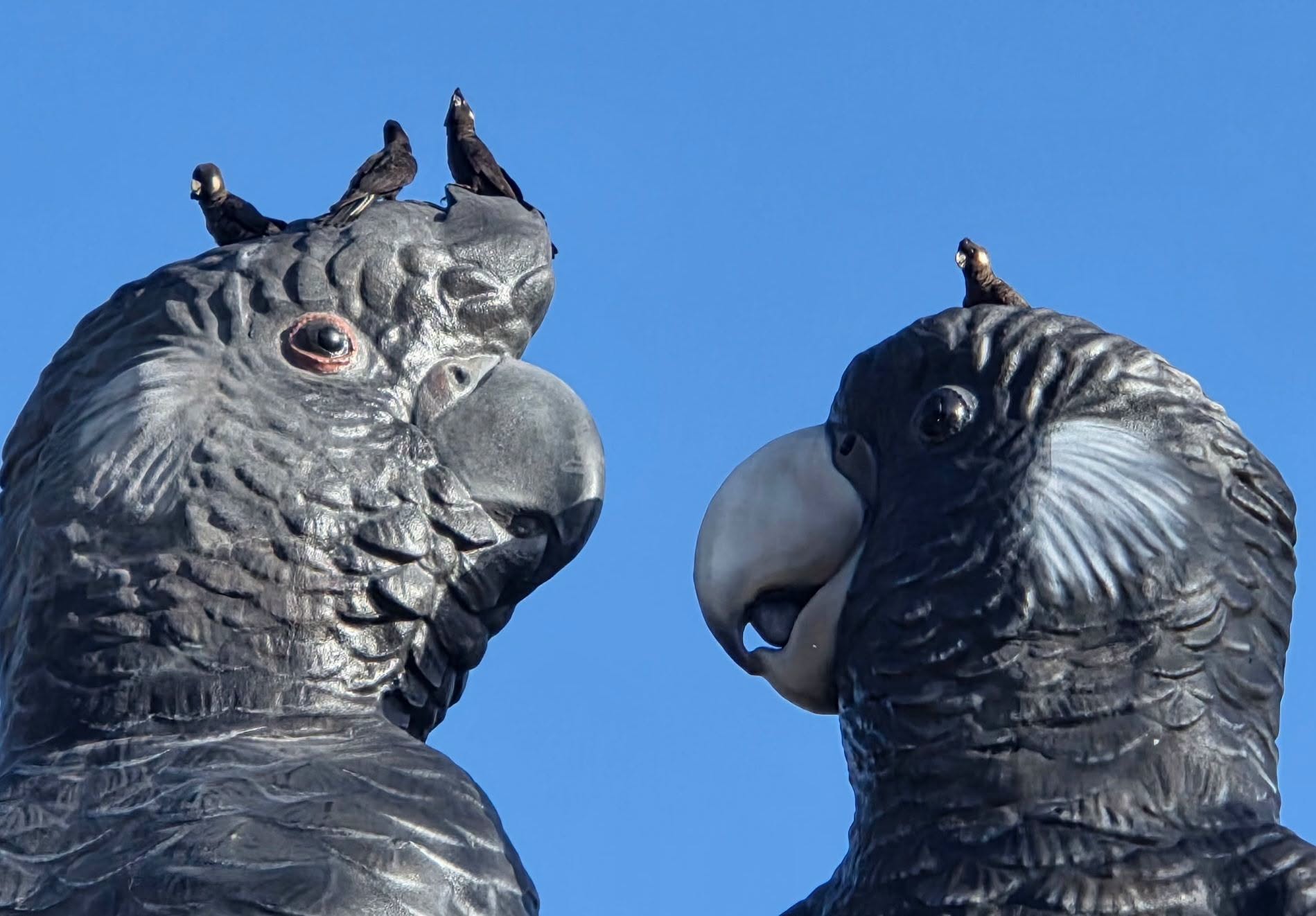 Four black cockatoos pirched on the heads of two giant cockatoo sculptures.