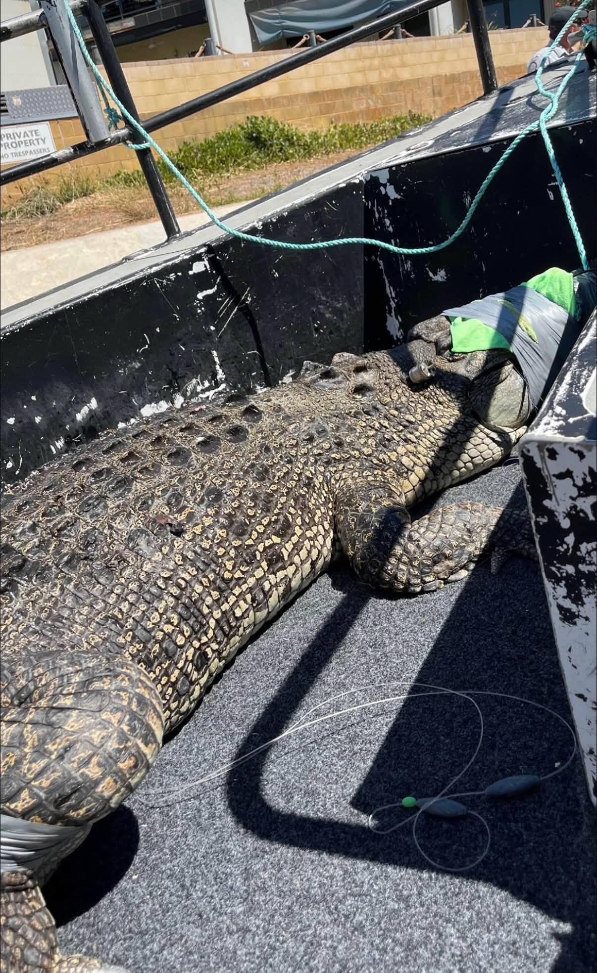 3.5m saltwater crocodile captured off Cable Beach