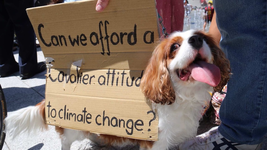 A dog joins People's Climate rally in Adelaide to protest climate change