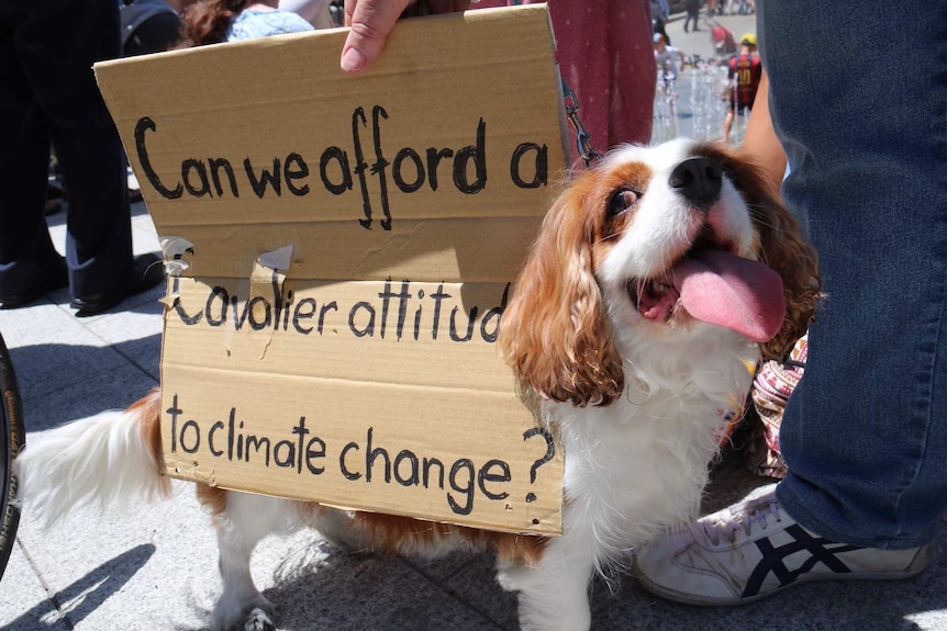 A dog joins People's Climate rally in Adelaide to protest climate change