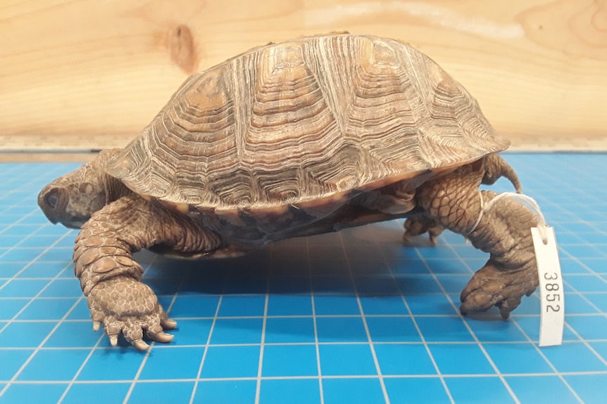 A turtle specimen.