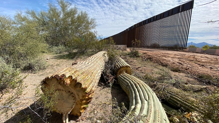 From a low angle, you look at the trunks of Saguaro cacti chopped down in desert near a partially-completed border fence.
