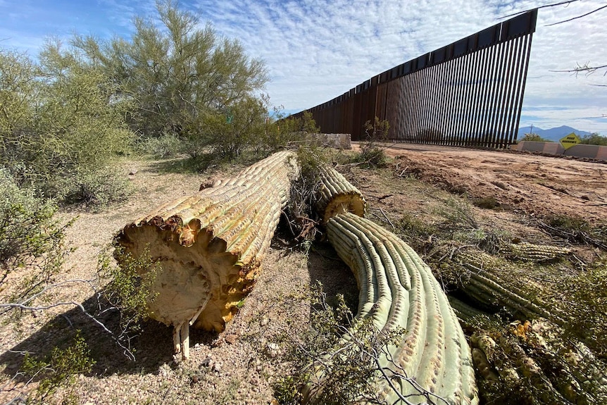 From a low angle, you look at the trunks of Saguaro cacti chopped down in desert near a partially-completed border fence.