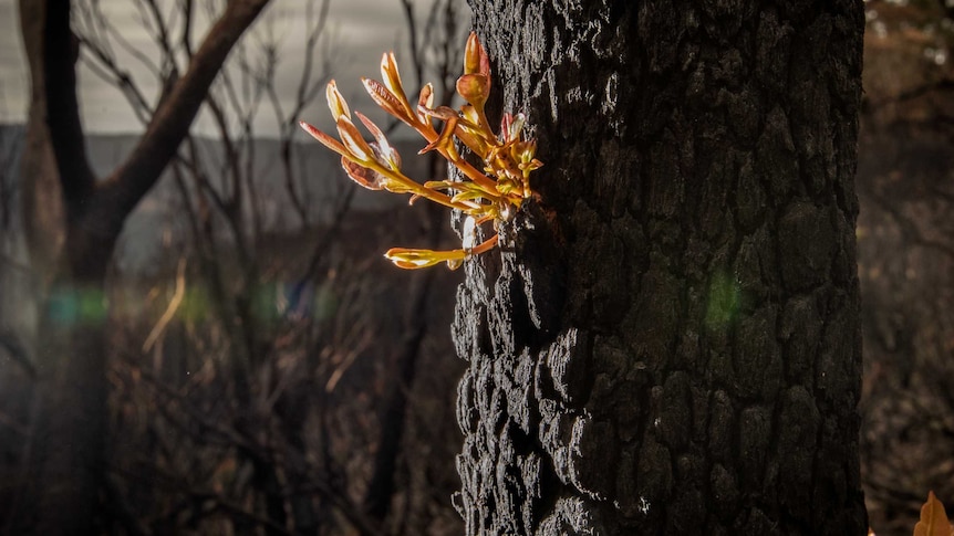 A small splash of yellow is seen on a blackened tree.