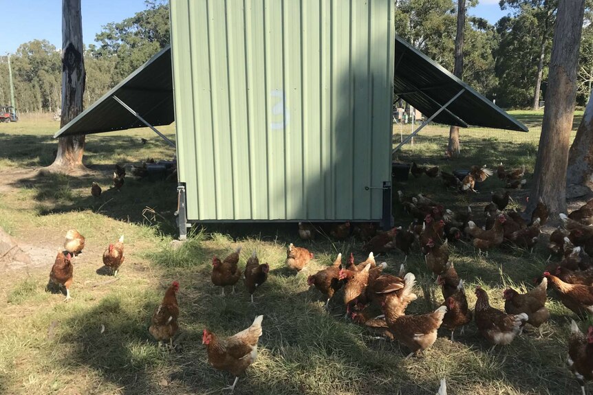 A metal shed with raised sides and chickens all around it.
