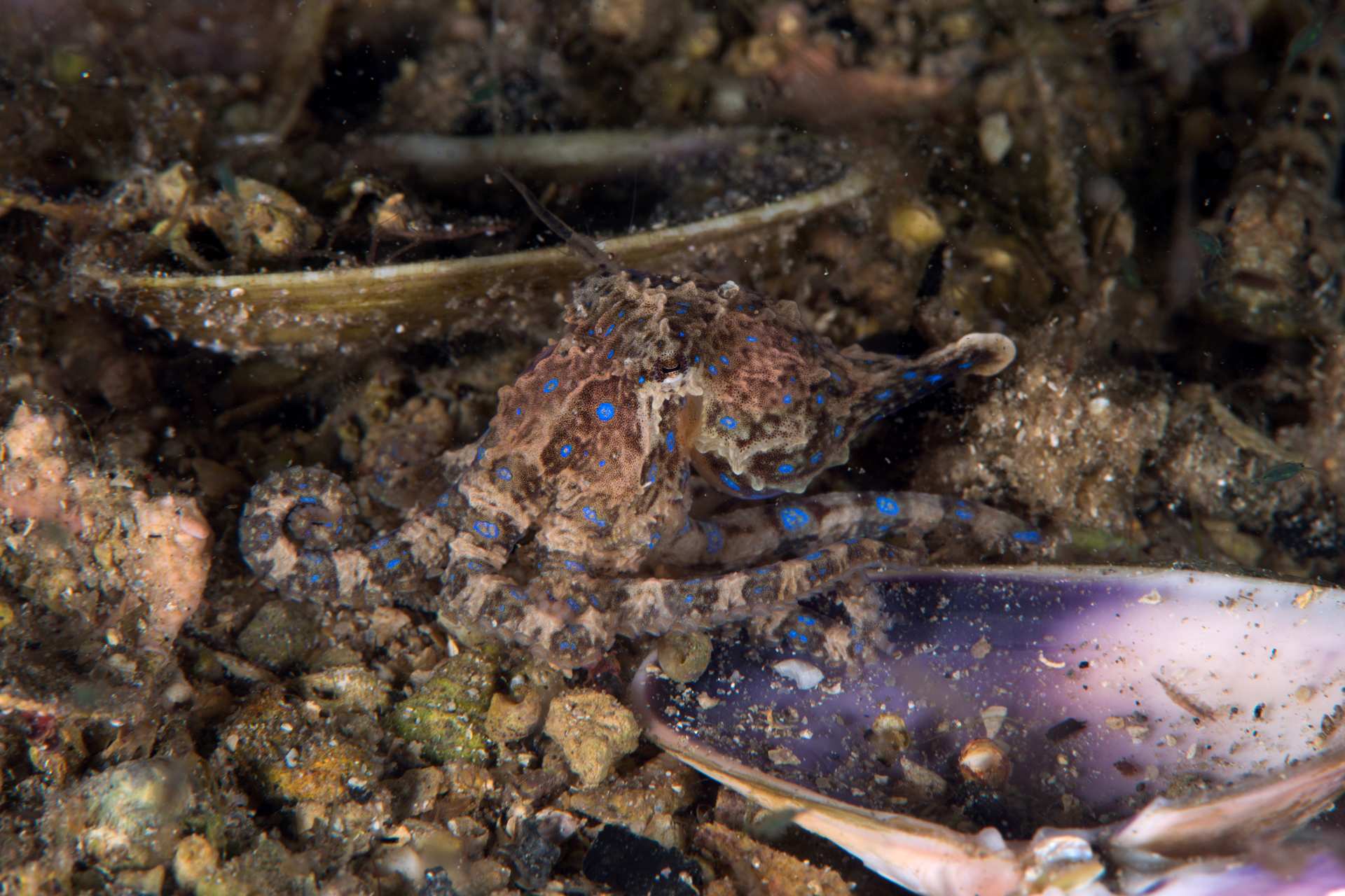 Blueringed octopus numbers, jellyfish stings spike on Adelaide beaches
