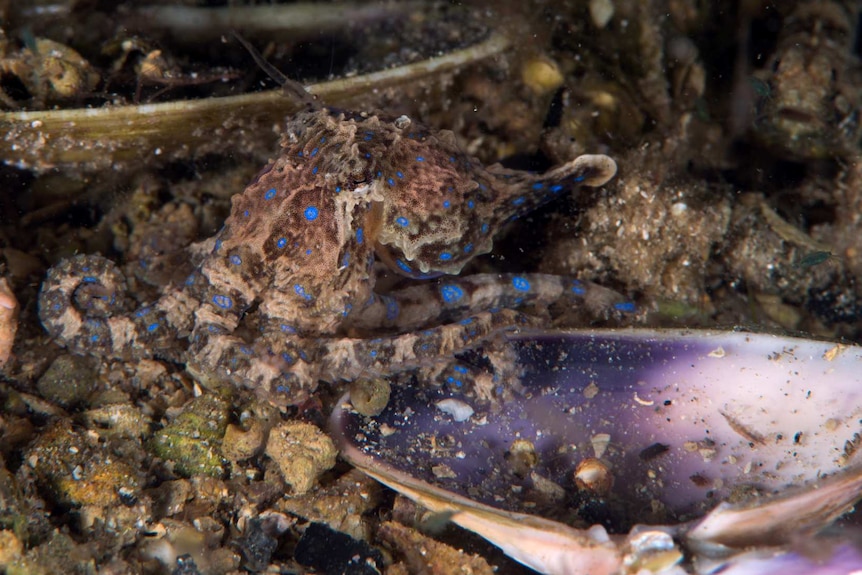 Blue-ringed octopus retreating in SA waters