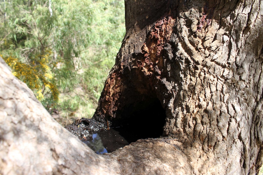 A large tree with a central cavity which contains water.