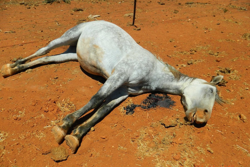 Dead horses shot by intruder