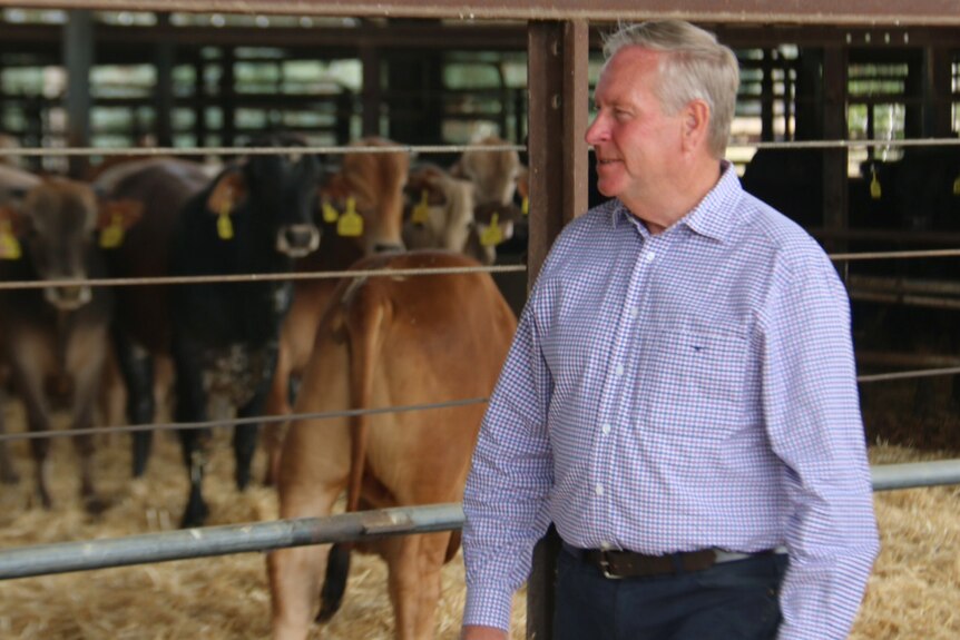 A mid-shot of Colin Barnett walking past a yard with cows in it.