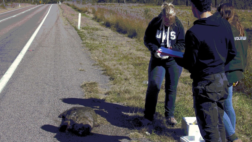 Students standing beside a dead wombat on the road
